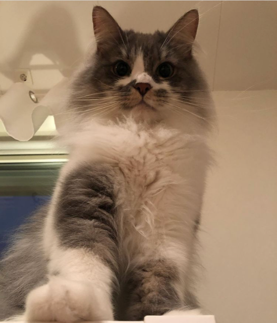 Sibirisk katt Deimos
